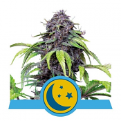 Purplematic CBD - Feminized - Royal Queen Seeds