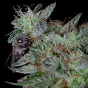 Don Do Si Dos - Feminized - Don Avalanche Seeds