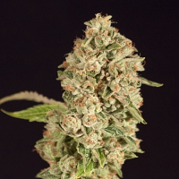 Devil's Harvest Seeds Raspberry Waffles CBD Feminized