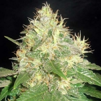Bulk Seeds Northern Chronicle Feminized