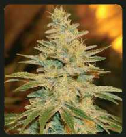 De Sjamaan Seeds White Widow Regular