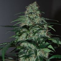Black Skull Seeds Five-o Feminized
