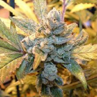 Big Buddha Seeds Blue Cheese Feminized