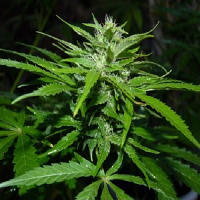 Flash Seeds Chaze Super Auto Feminised