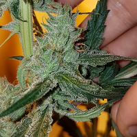 Connoisseur Genetics Seeds Old School Hazy Jones Feminized