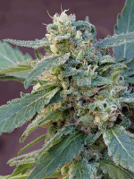 Sweet Carrot Jam - Feminized - Big Monster Seeds