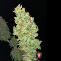 Serious Seeds Strawberry-AKeil Feminized