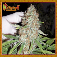 Dr Krippling Seeds Blue Kripple Feminized