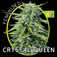Vision Seeds Crystal Queen Feminized