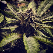 Cali Cherry Pie - Feminized - BSB Genetics