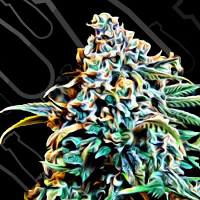 Critical Mass Collective Seeds Monster Mass Feminized