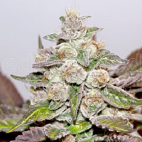 Medical Seeds Mendocino Purple Kush Feminised