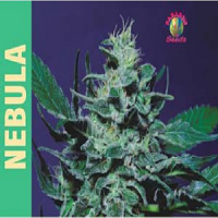 Paradise Seeds Nebula Regular