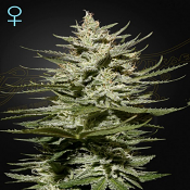 The Church CBD - Feminized - Green House Seeds