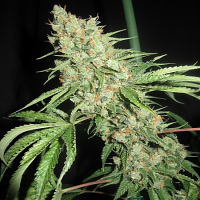 Ultra Genetics Seeds Medevac Kush Regular