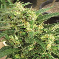 Medicann Scrog Regular 