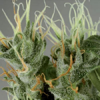 De Sjamaan Seeds Shamanic Haze Feminised