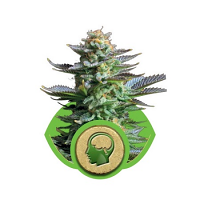 Amnesia Haze Auto – Feminized – Royal Queen Seeds