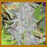 Dr Krippling Seeds Delhi Friend Feminised