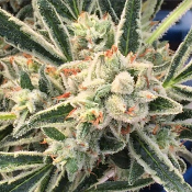 Jazz - Regular - TGA Subcool Seeds