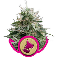 Kali Dog – Feminized – Royal Queen Seeds
