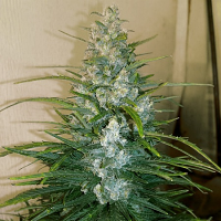 Good Buzz Genetics Bulk Seeds GG. Auto Feminized