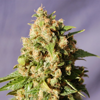 Kannabia Seeds Kiss Feminized