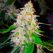 Sweet Tooth Auto - Feminized - BSB Genetics