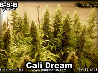 Cali Dream - Feminized - BSB Genetics
