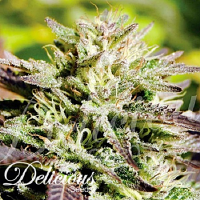 Delicious Seeds Caramelo F1 Early Version Feminized