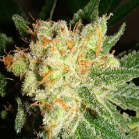 Lady Sativa Genetics Seeds English OG Regular