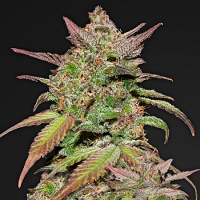 Smoothie Auto – Feminized – Fast Buds