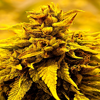 Delta 9 Labs Seeds Kopasetic Kush Feminized