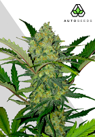 Auto Seeds Ultra Lemon Haze Auto Feminised