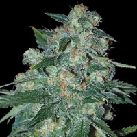 World of Seeds Ketama Regular