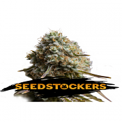 Wedding Glue Auto - Feminized - Seed Stockers