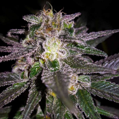 Dubble Bubble – Feminized – Garden of Green