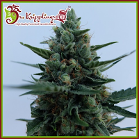 White Rush Auto - Feminized - Dr Krippling Seeds