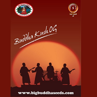 Big Buddha Seeds Buddha Kush OG Feminised