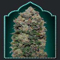 OO Seeds Northern Lights Feminized