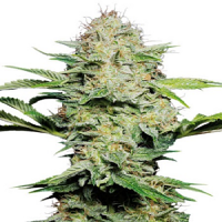 Sensi Skunk Auto – Feminized – Sensi Seeds