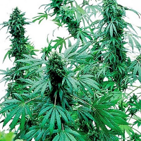Bulk Seeds Early Skunk Feminized