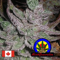 Next Generation Seeds Avalon Regular