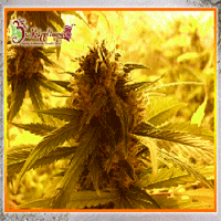 Dr Krippling Seeds Ganj Of New York Feminized
