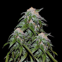 VIP Seeds Medical VIP Feminized