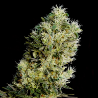 Genehtik Seeds Amnesia Bilbo Auto Feminized