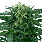 Sensi Amnesia Auto - Feminized - Sensi Seeds Research