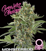 Monsterbud Auto - Feminized - Growers Choice