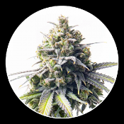 Mega Bucks Auto - Feminized - Yieldmonger Seeds
