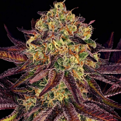 Tangerine Sorbet - Feminized - Paradise Seeds